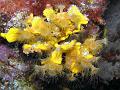 gelbe Anemonen